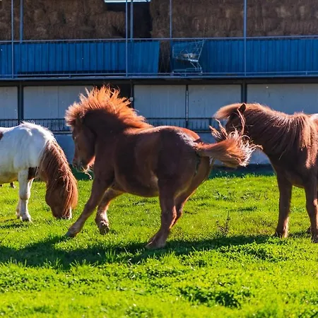 Ferma Gold By Pikhost