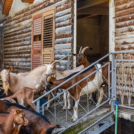 Apartment Ferma Gold By Pikhost