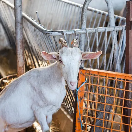 Ferma Gold By Pikhost شقة *