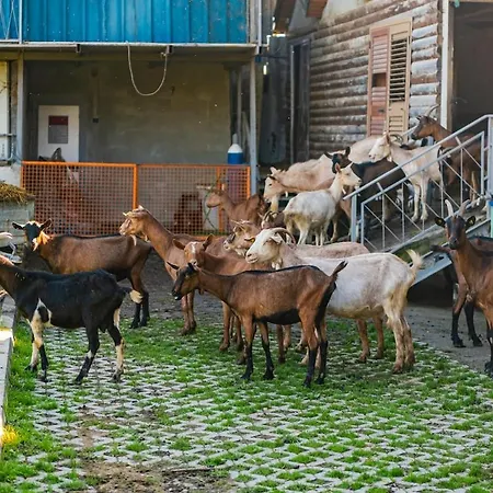 Ferma Gold By Pikhost Apartament *