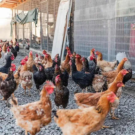 Apartament Ferma Gold By Pikhost *