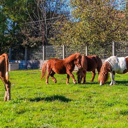 Ferma Gold By Pikhost شقة *