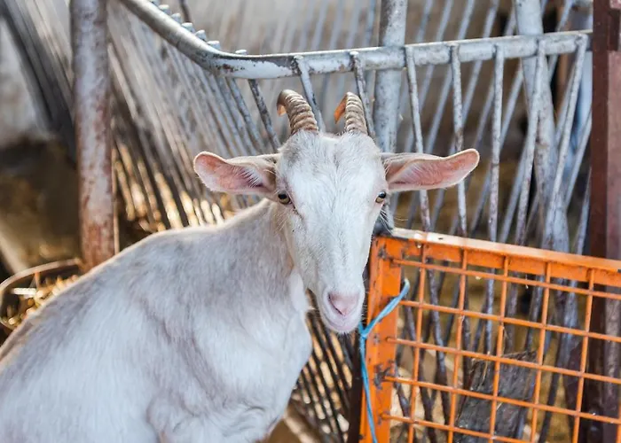 Ferma Gold By Pikhost 地拉那