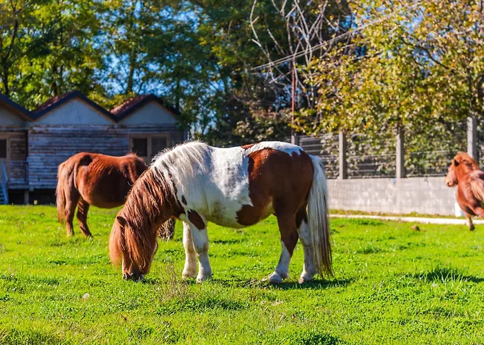Ferma Gold By Pikhost 公寓 地拉那