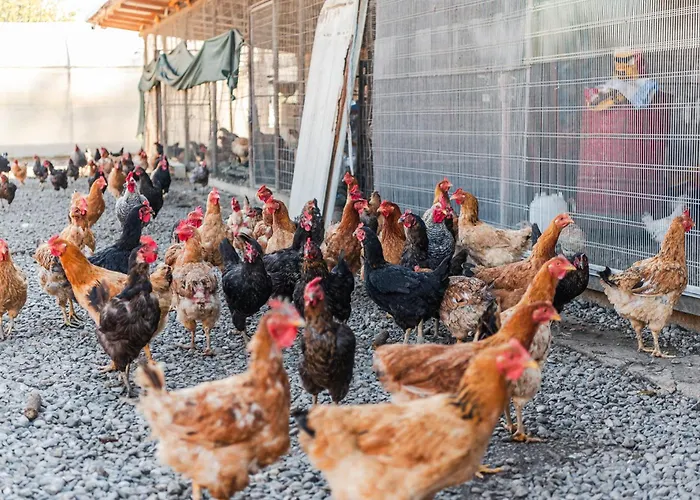 公寓 Ferma Gold By Pikhost *