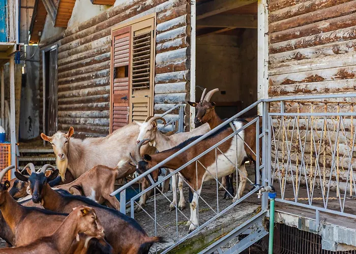 公寓 Ferma Gold By Pikhost 地拉那