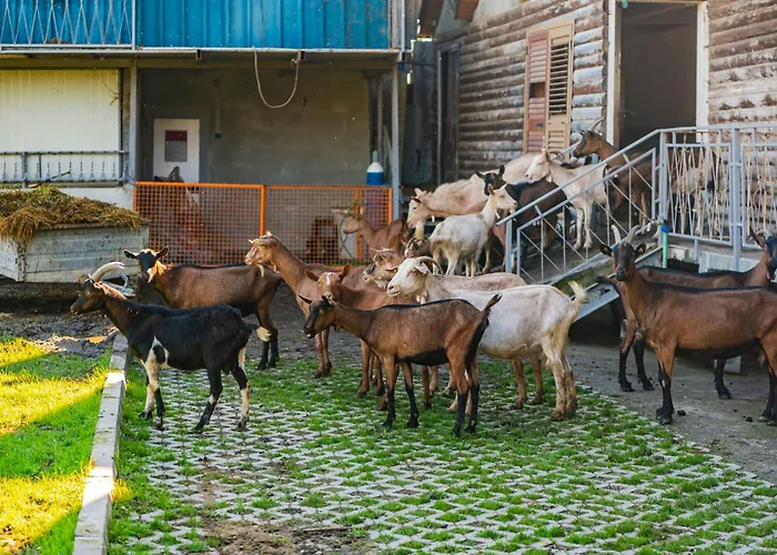 公寓 Ferma Gold By Pikhost 地拉那